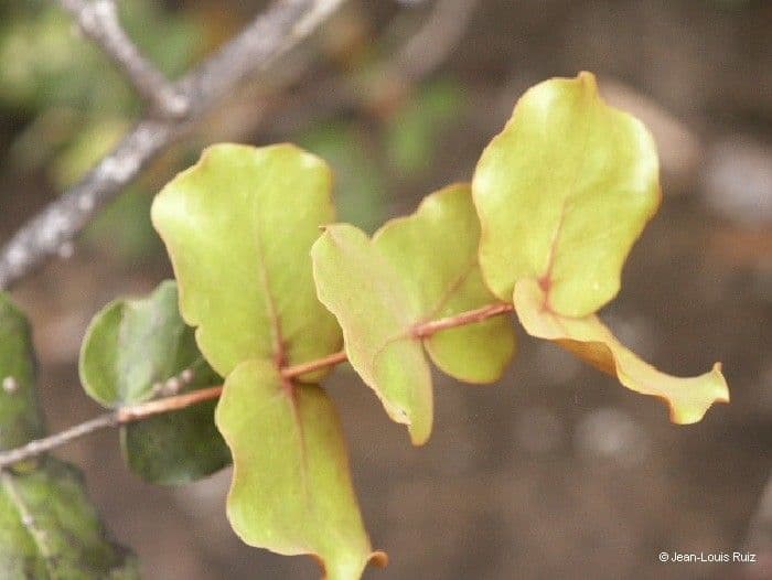 Eugenia 9
