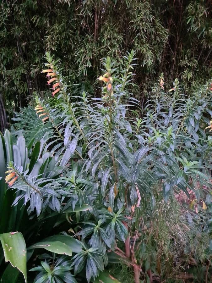 Lobelia lassiflora 15