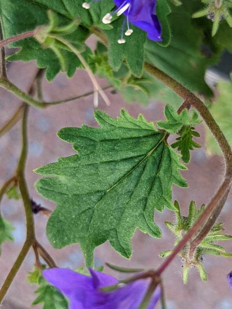 Großblütige Phacelia 16