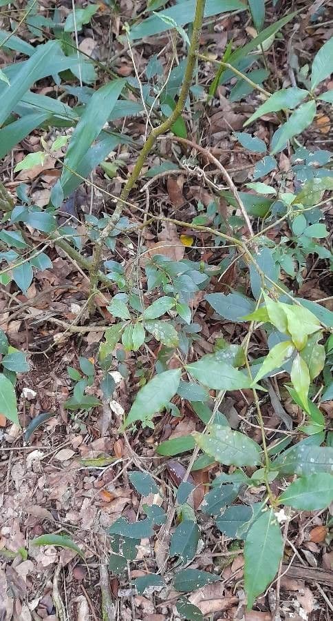 Psychotria 8