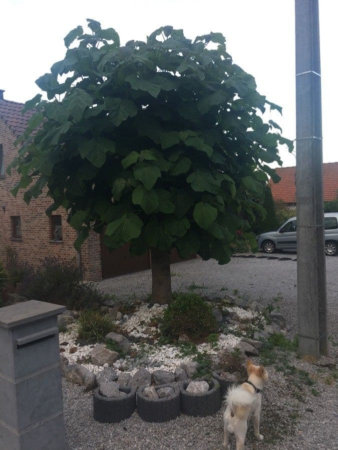 Blauglockenbaum 12