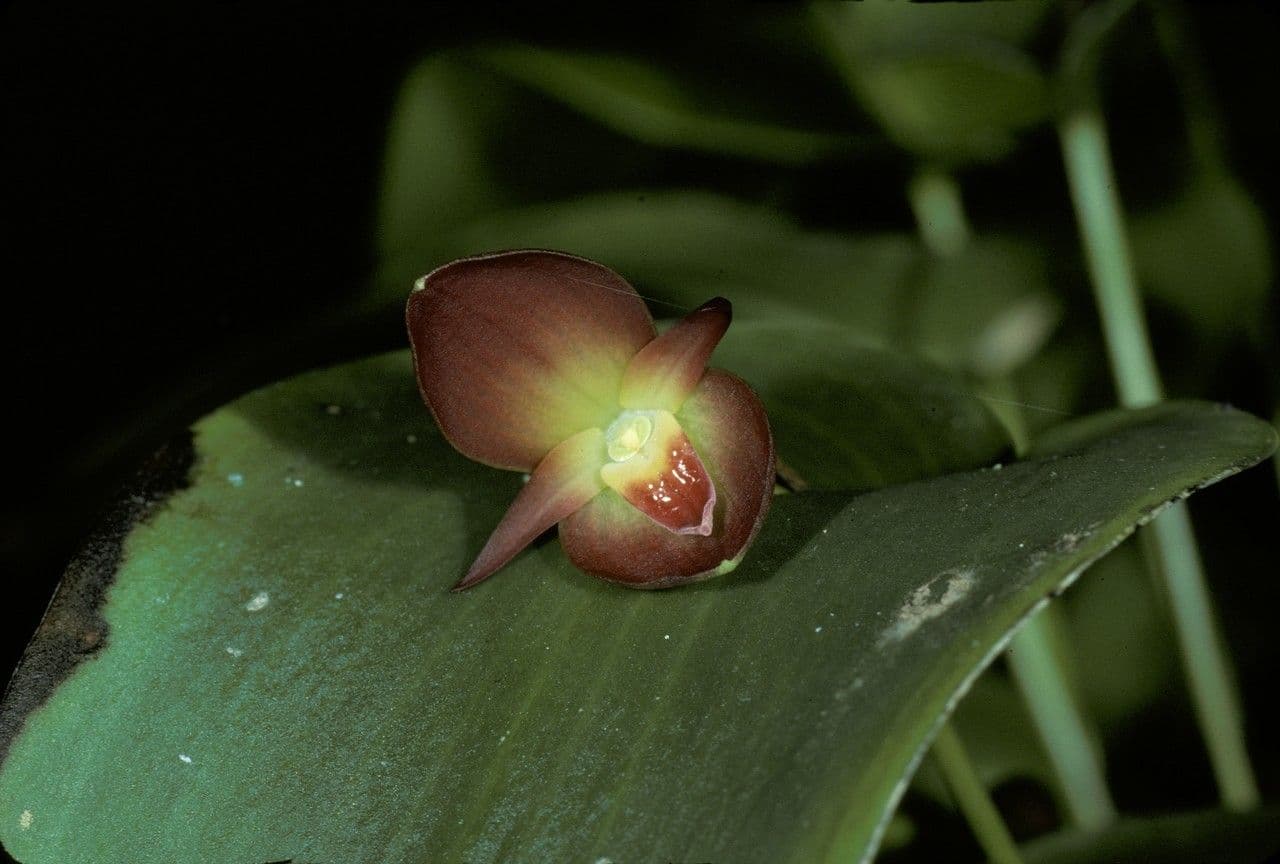 Pleurothallis