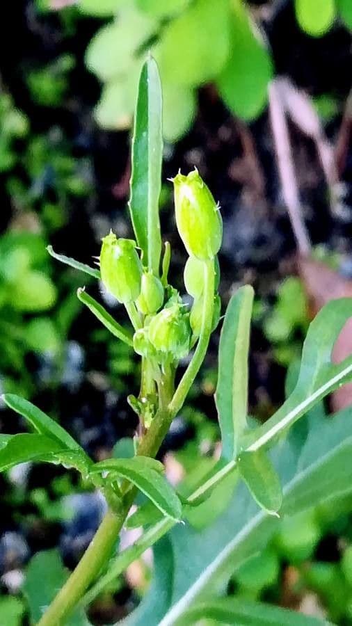 Diplotaxis à feuilles étroites 30