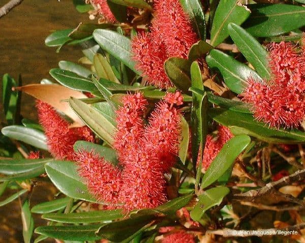 Cunonia 12