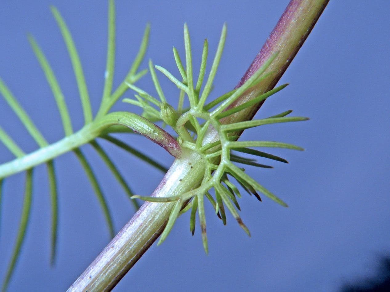 Ipomoea quamoclit 3