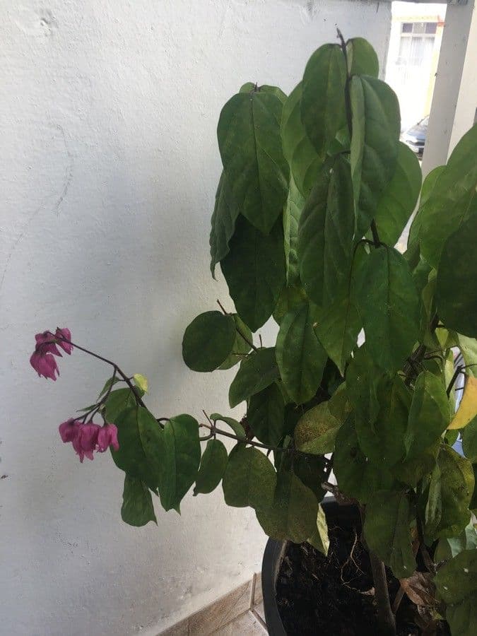 Antigonon leptopus 5