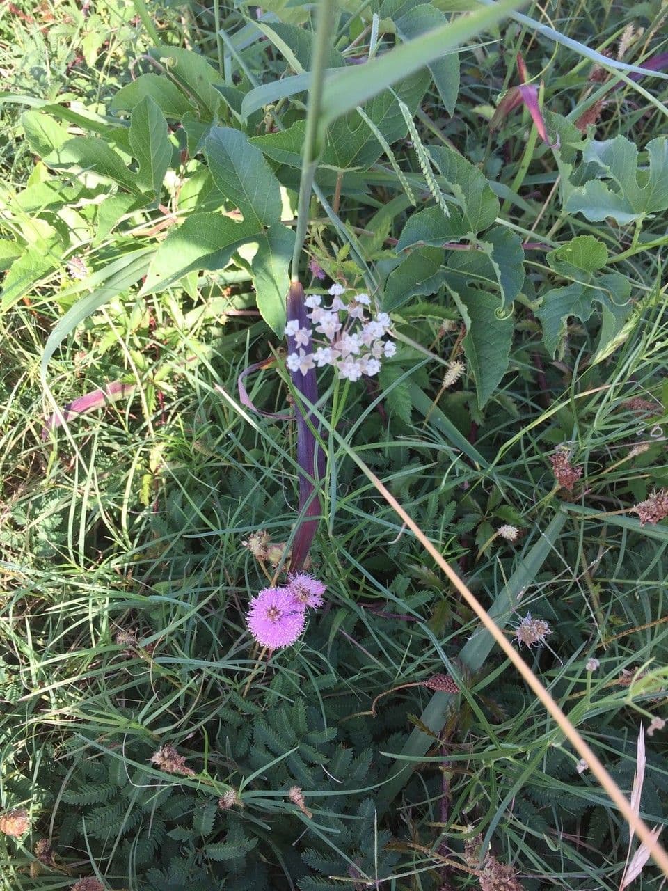 Asclepias lineare 6