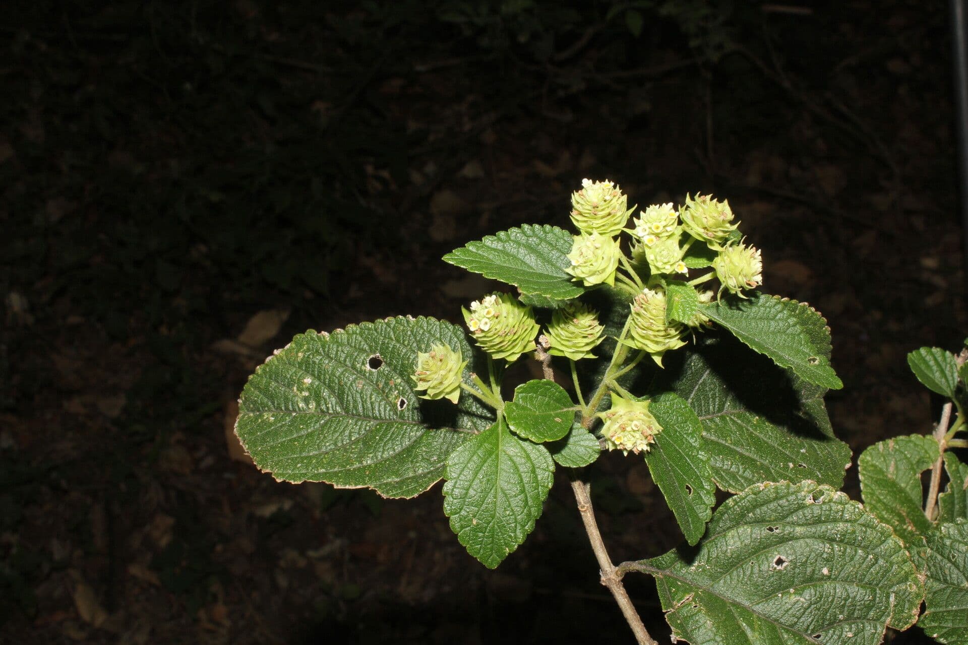 Lippia 11