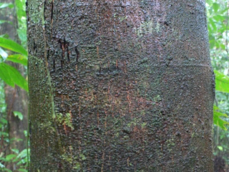 Tapirira 20