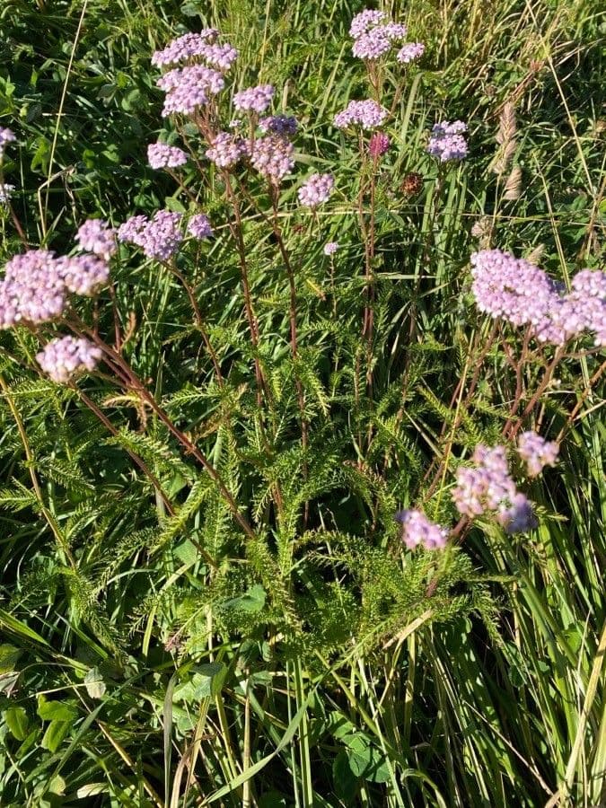 Achillea roseo-alba 10