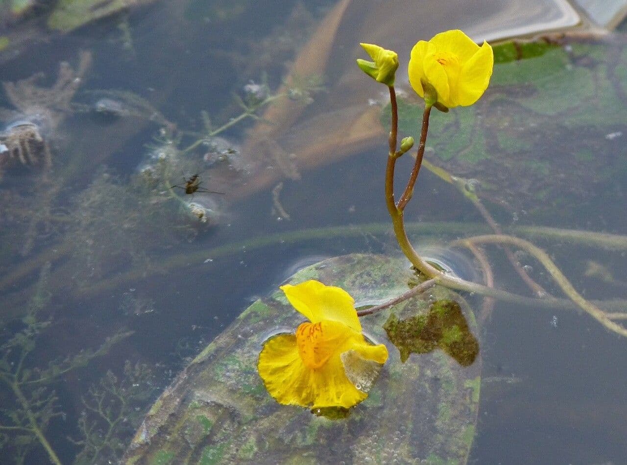 Erba vescica 10
