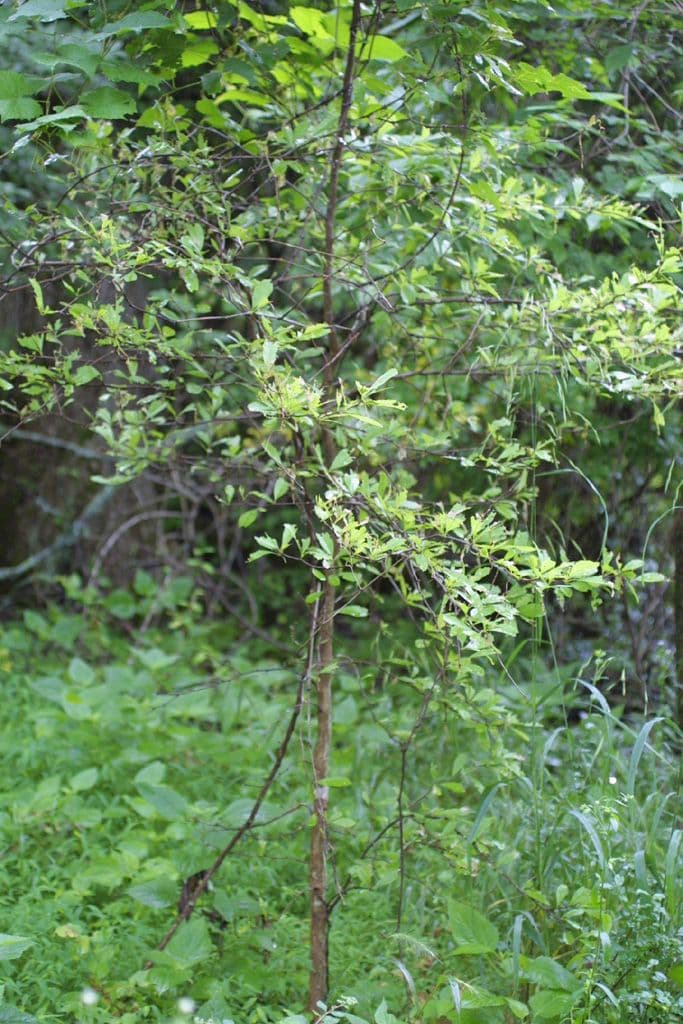 Sideroxylon 3