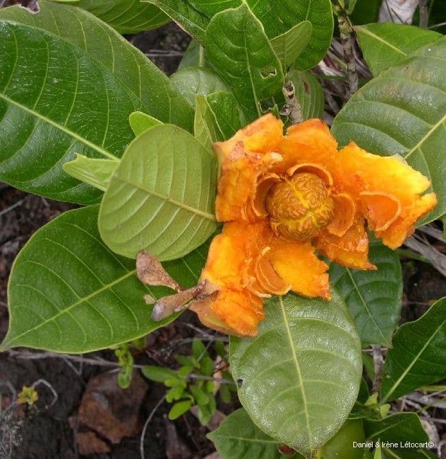 Aubrys Gardenie 11