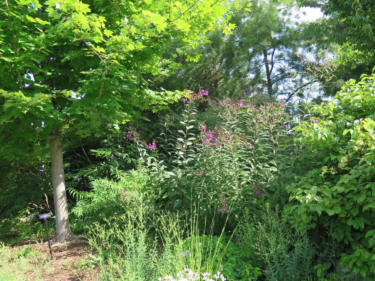 Vernonia 4