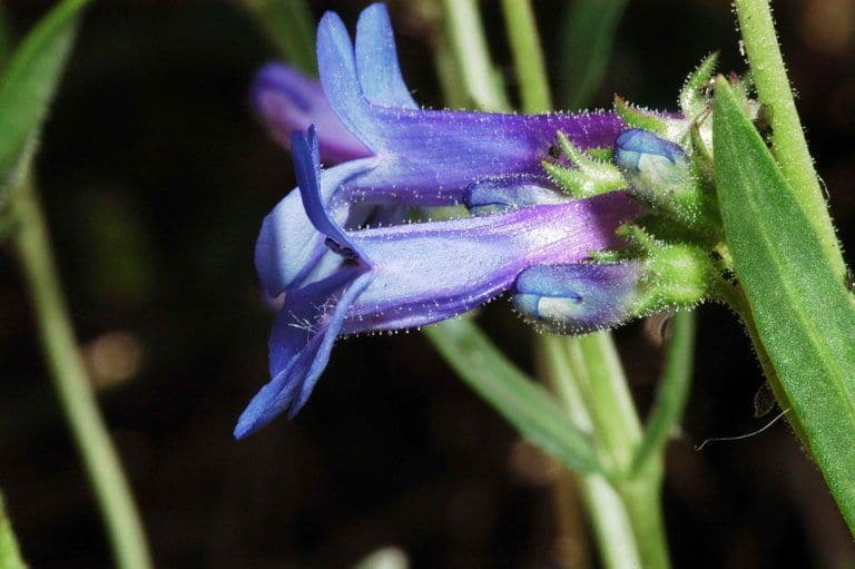 Steifblättrige Bartblume 2
