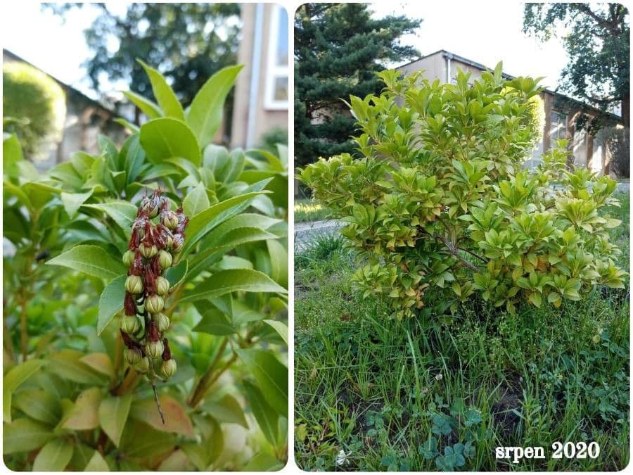 Ardisia eliptická 24
