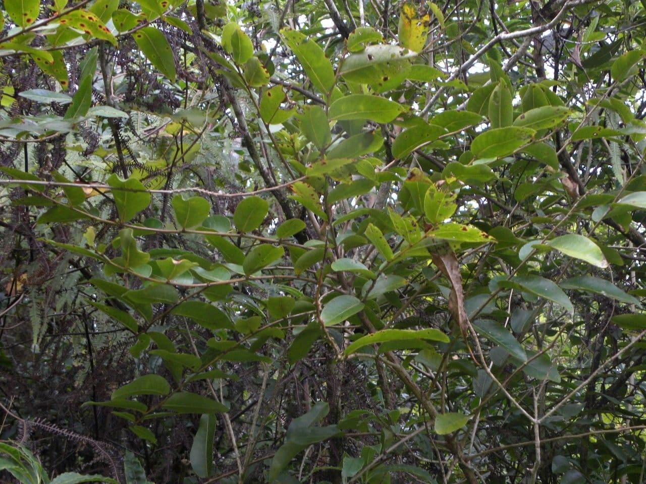 Phyllanthus phillyreifolius 14