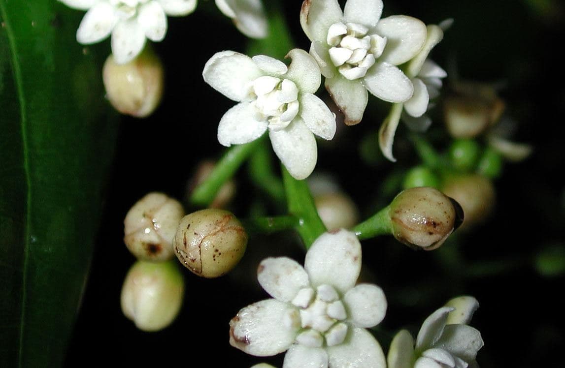 Mespilodaphne macrophylla