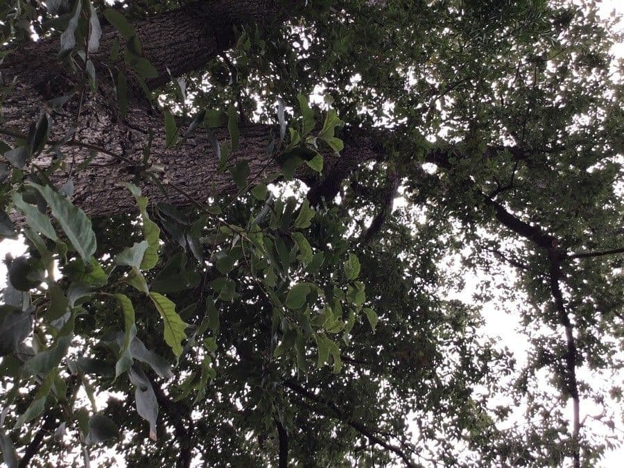 Quercia bianca polymorpha 4