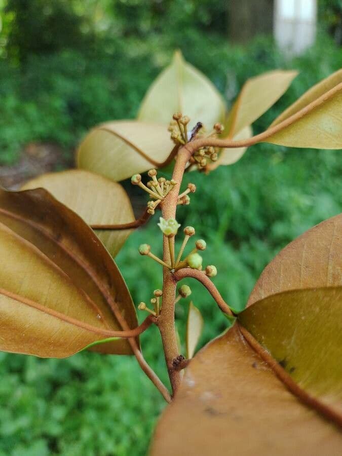 Chrysophyllum mexické 3