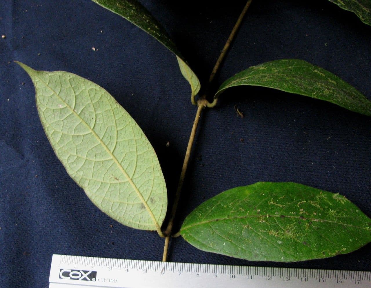 Aegiphila 8