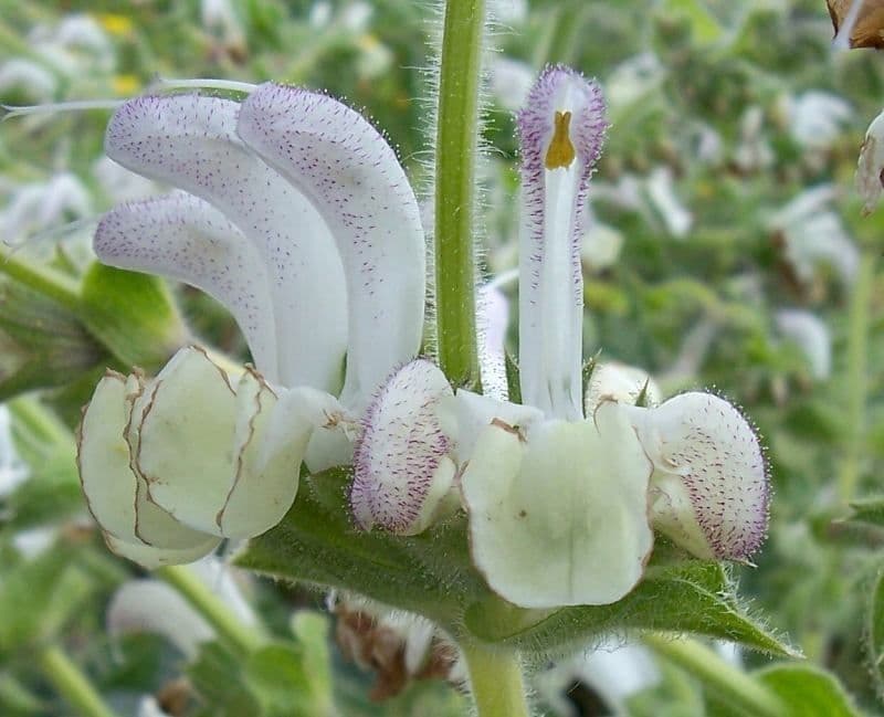 Salvia argentea 5