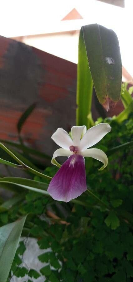 Orchidea 3
