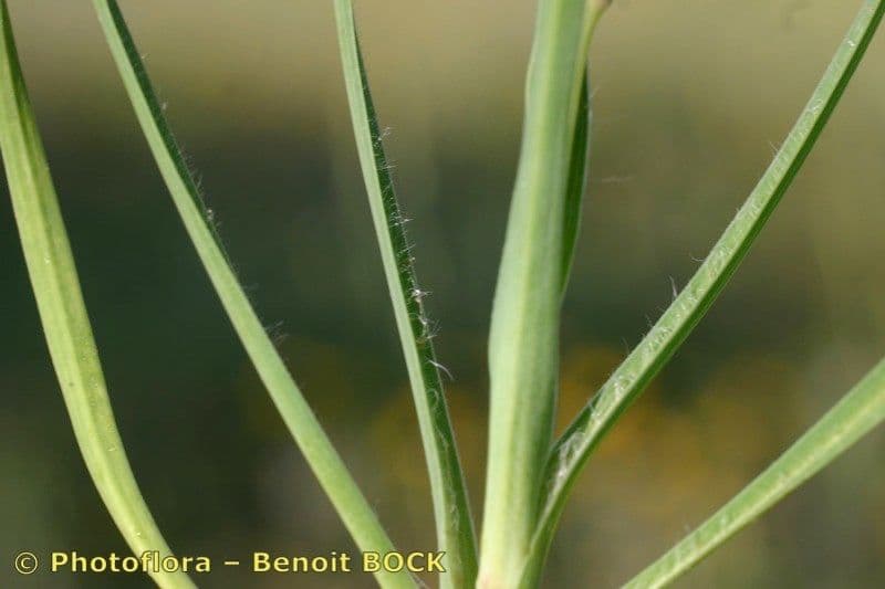 Geropogon hybridus 20
