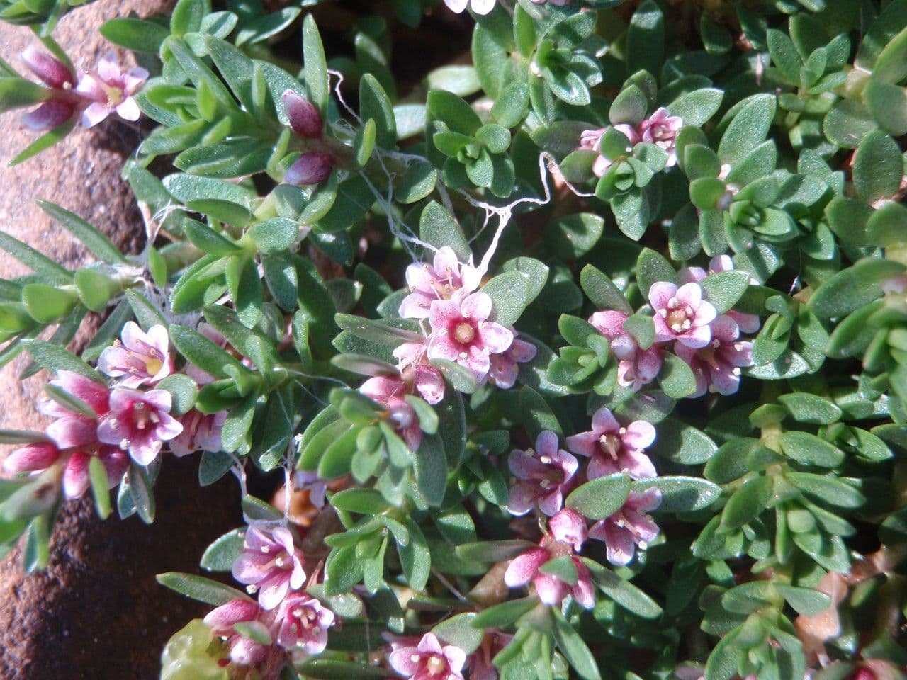 Erba de latti 21