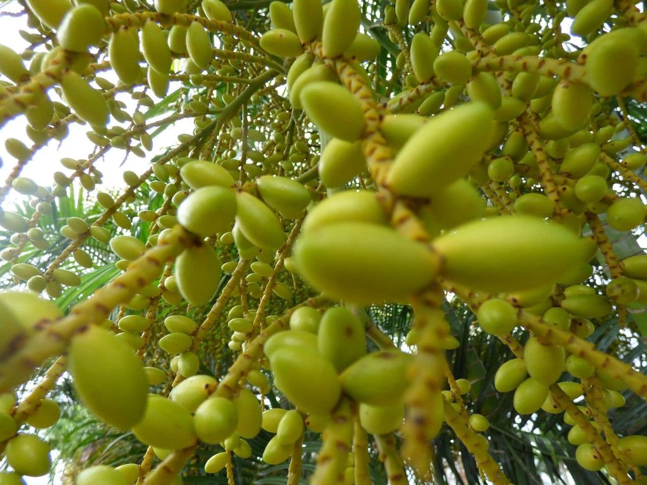 Areca dorée 4