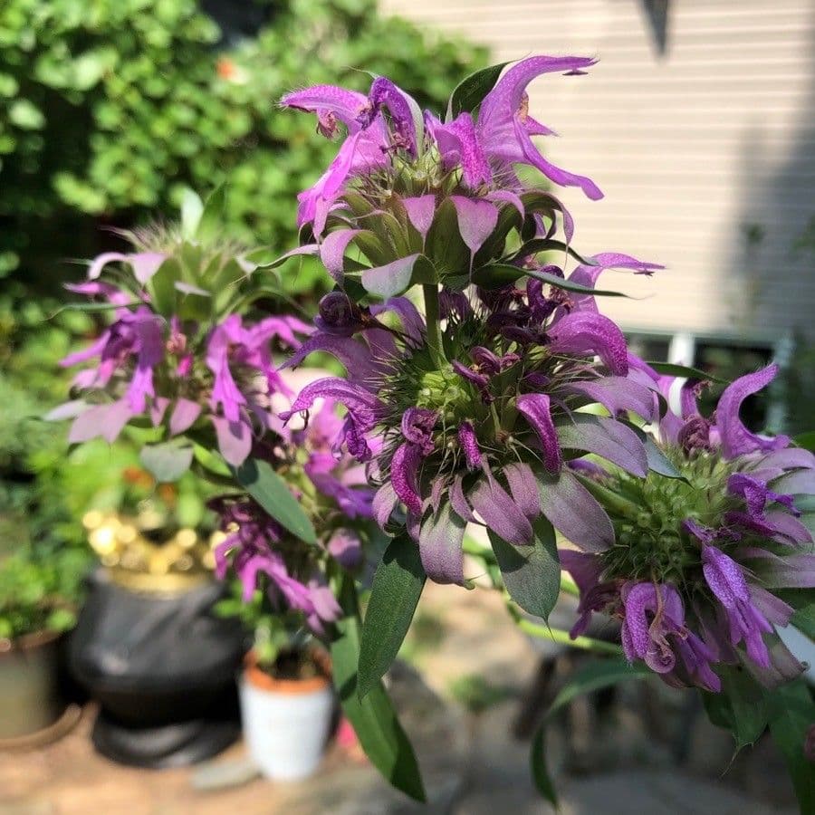 Monarde citronnée 4