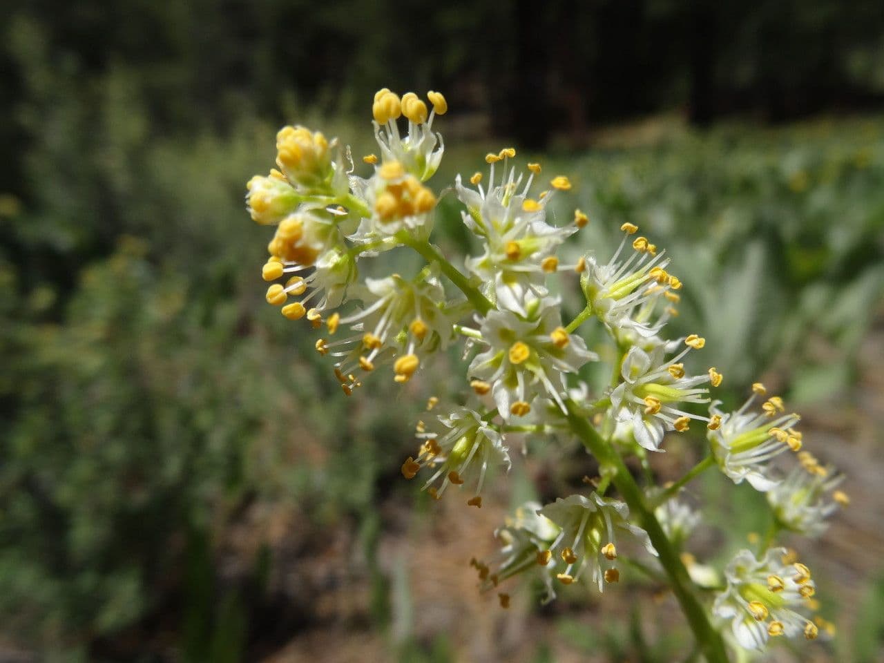 Camas delle colline 3