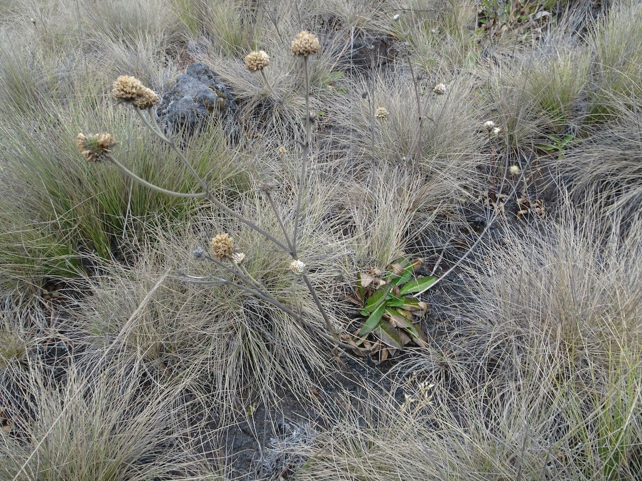 Succisa 3
