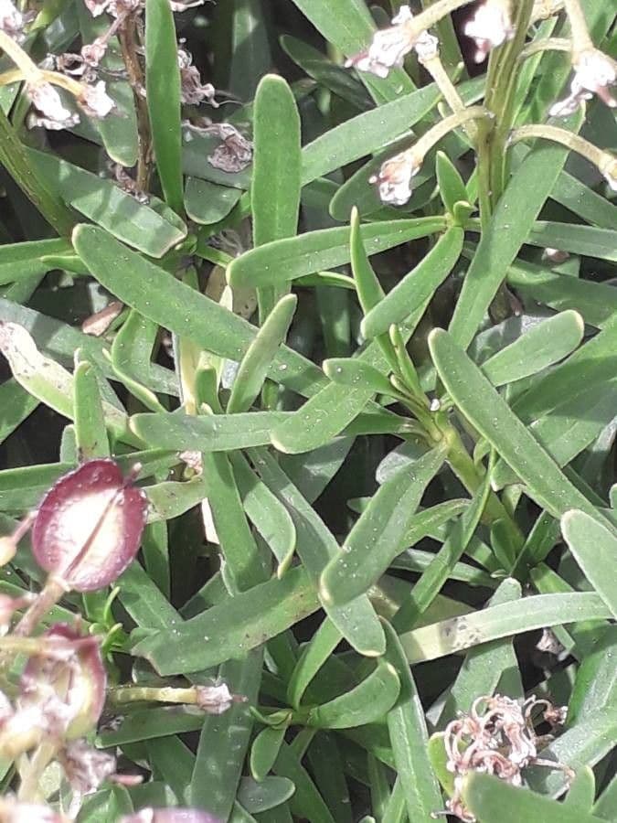 Iberis sempreverde 27