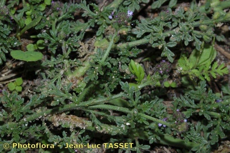 Verbena prostrata 13