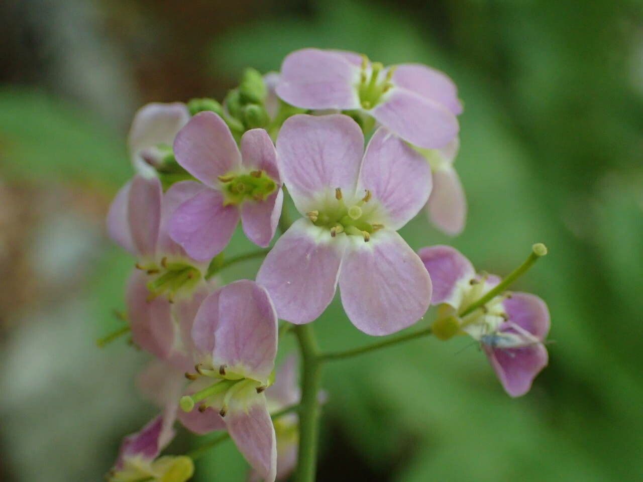 Arabidopsis cebennensis 6