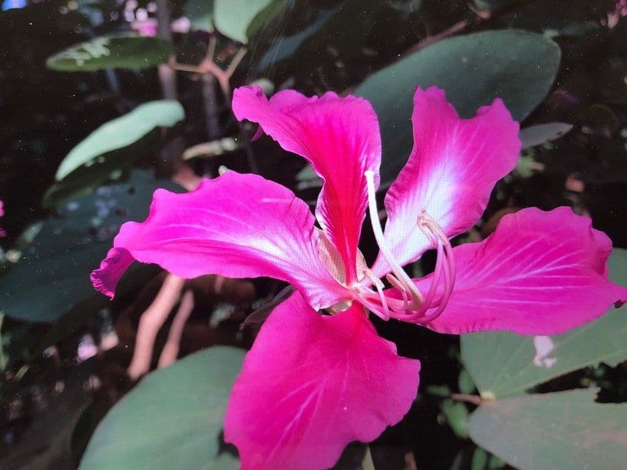 Bauhinia variegata 6