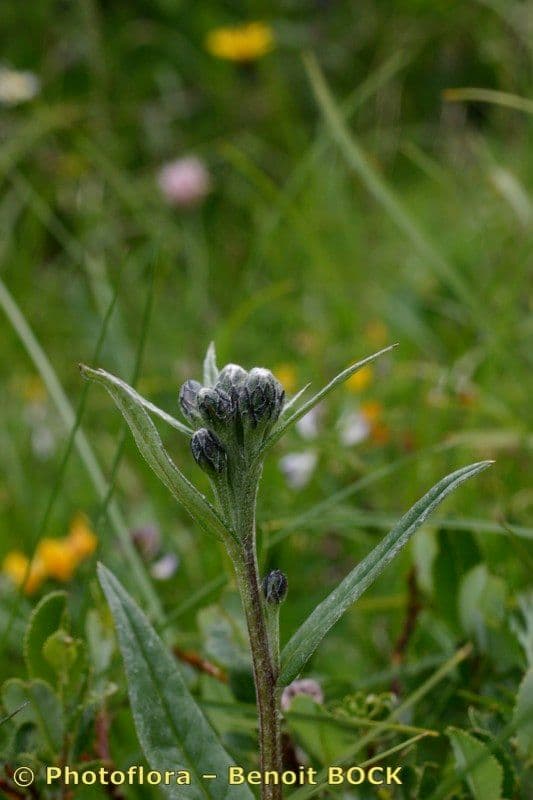 Saussurea 23
