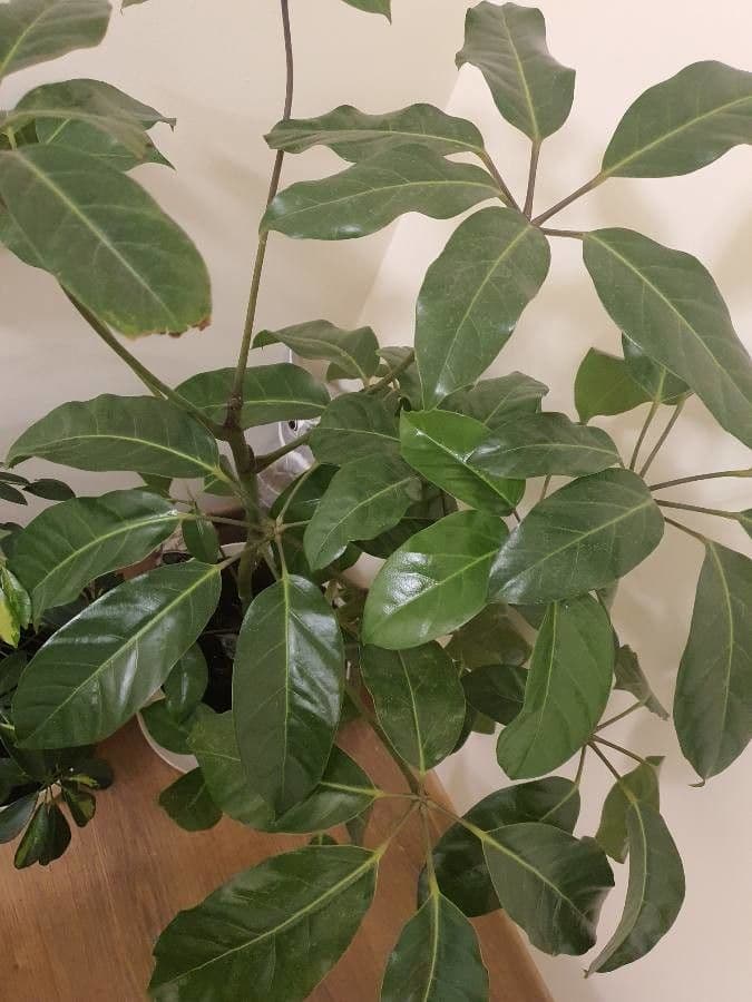Schefflera 8