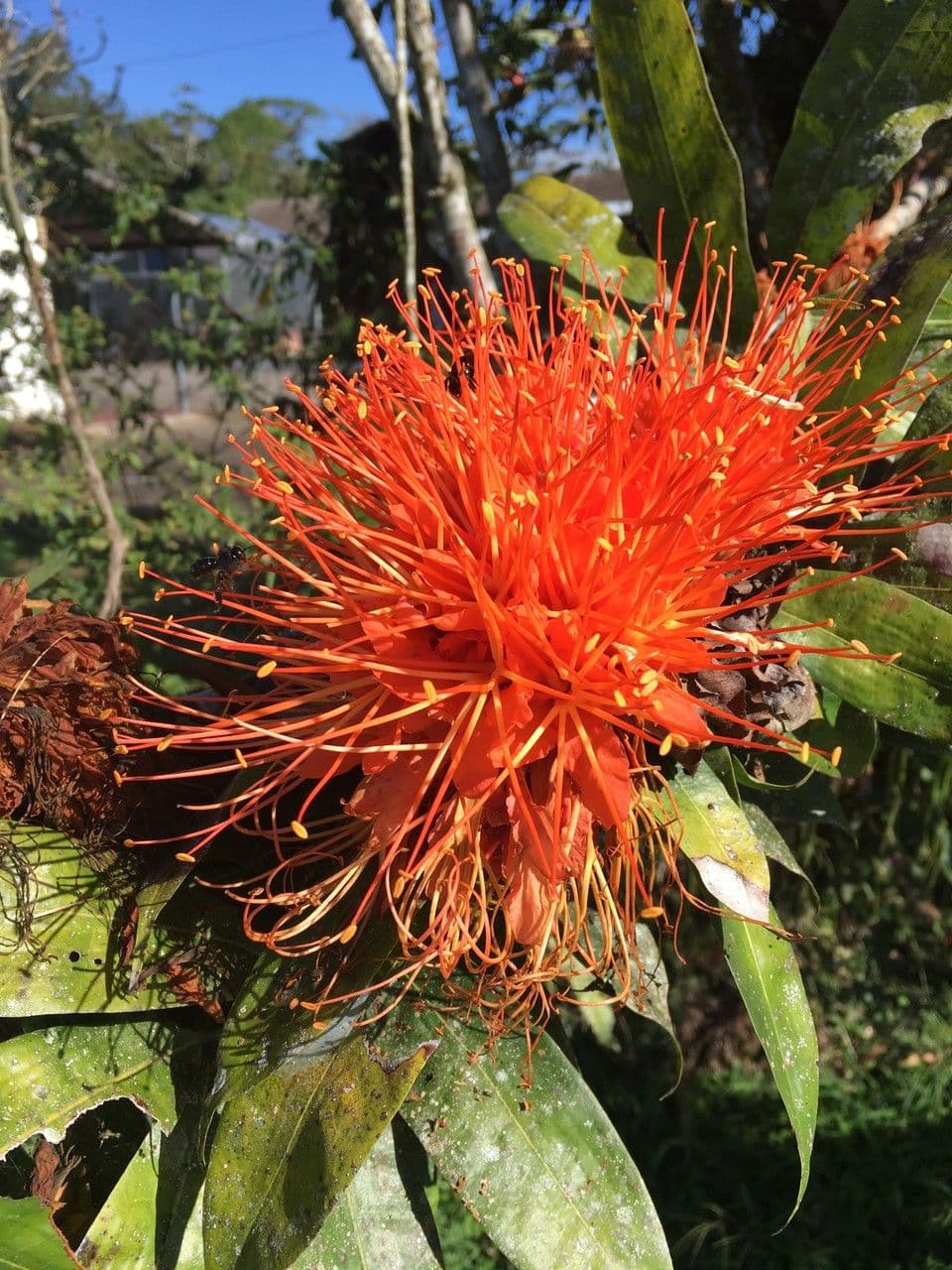 Brownea 2
