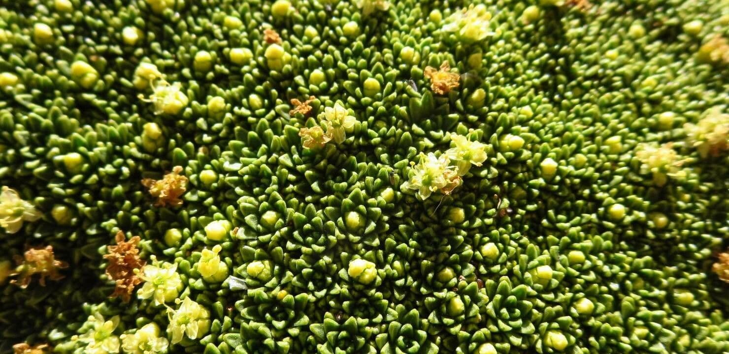 Azorella monanta 3