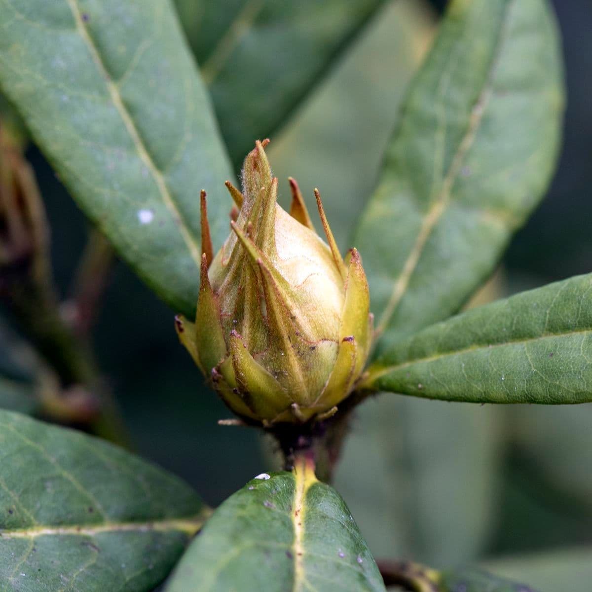 Rododendron 15