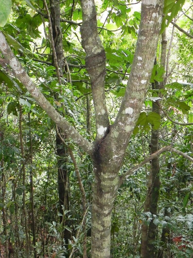 Acropogon macrocarpo 14