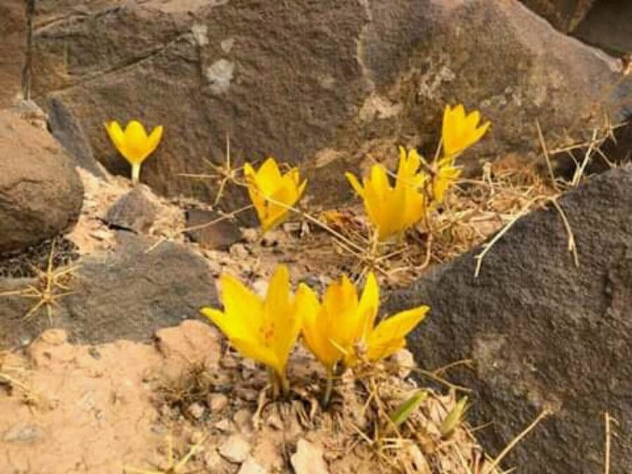 Sternbergia 2