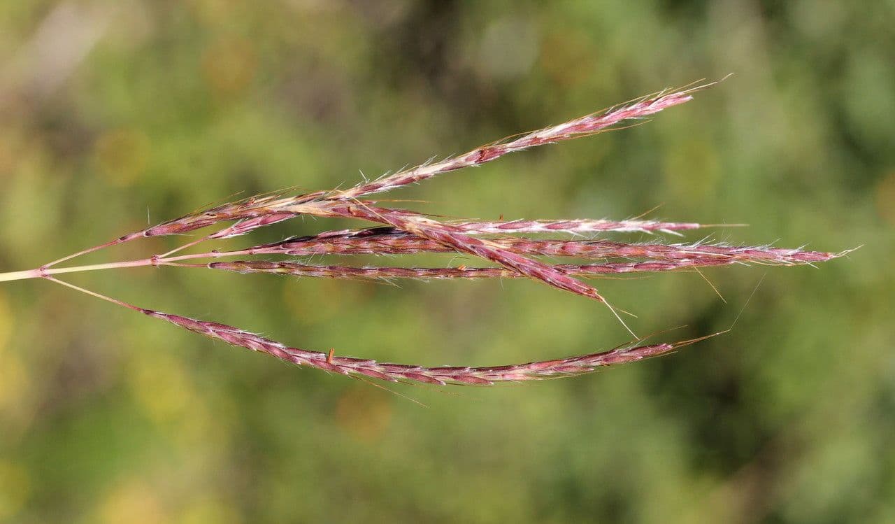 Gewöhnliches Bartgras