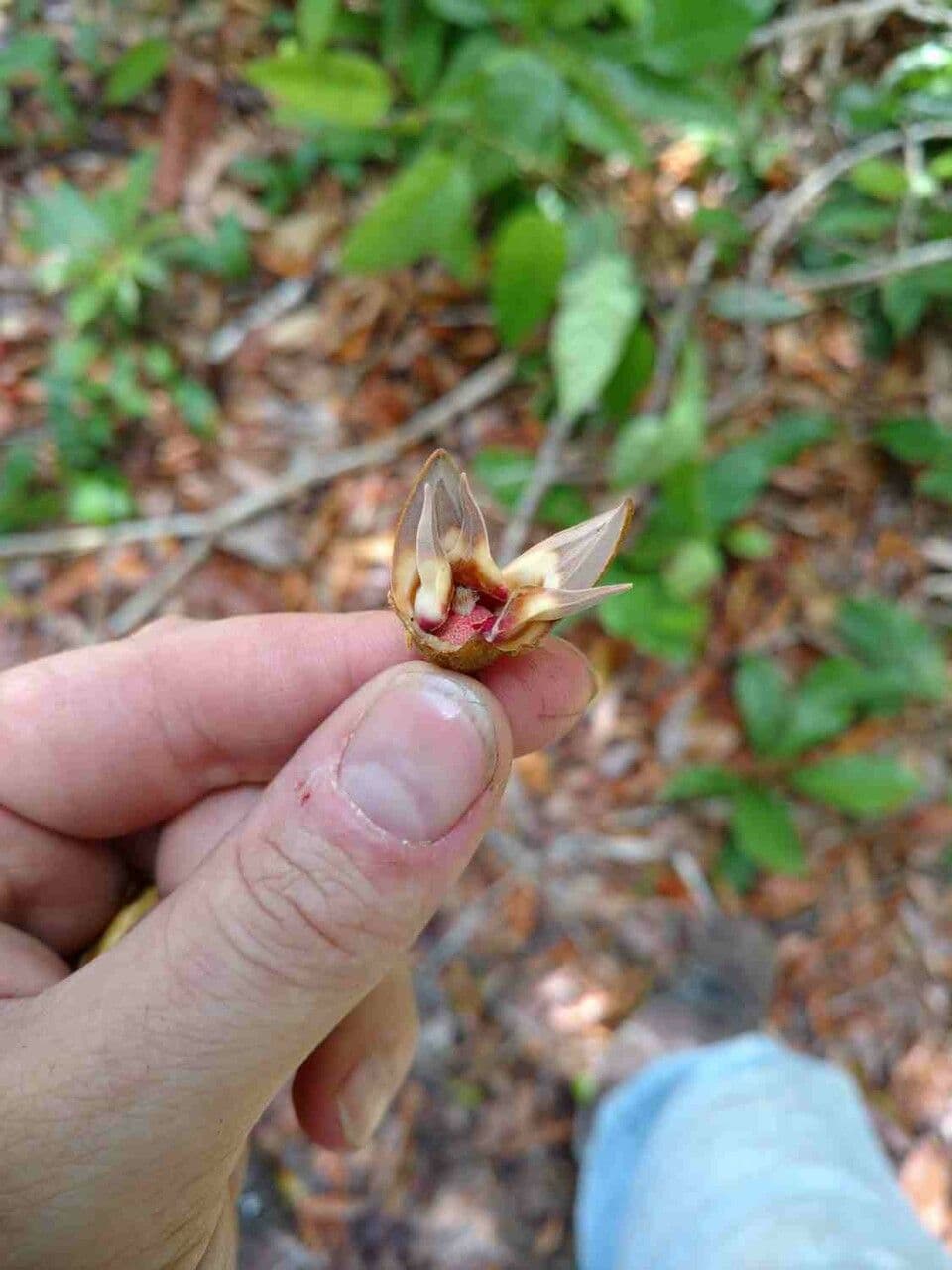 Xylopia 3