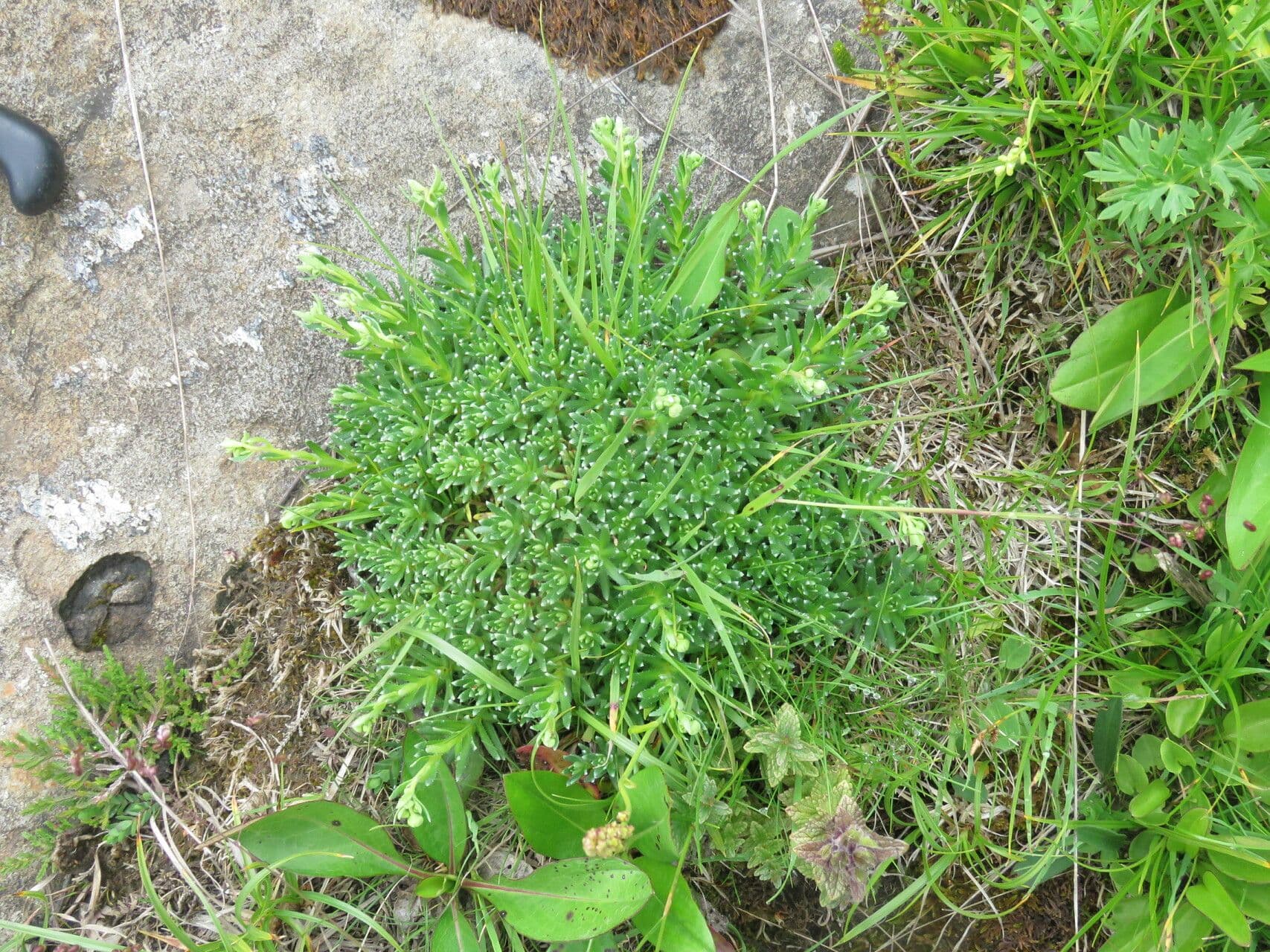 Sassifraga gialla 13