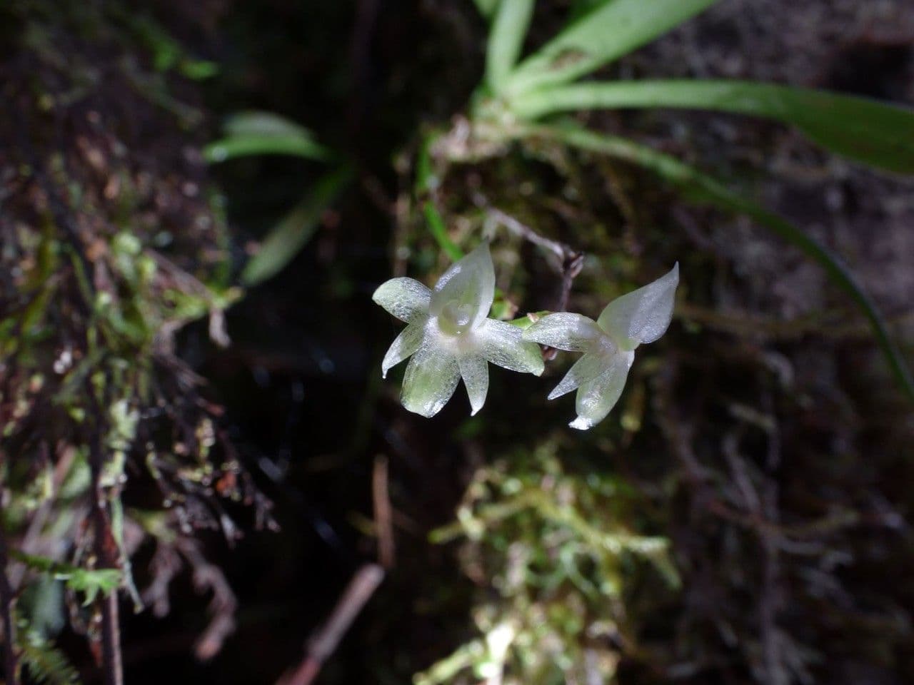 Angraecum 2
