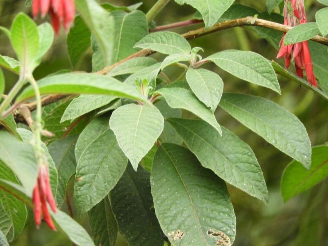 Fuchsien 20