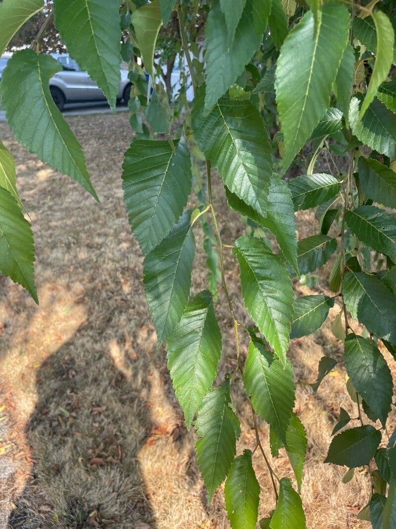Carpino 8